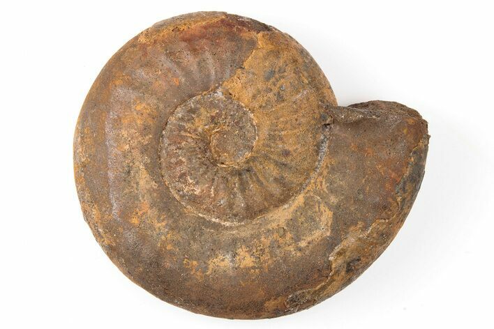 Iron Replaced Ammonite Fossil - Boulemane, Morocco #196569